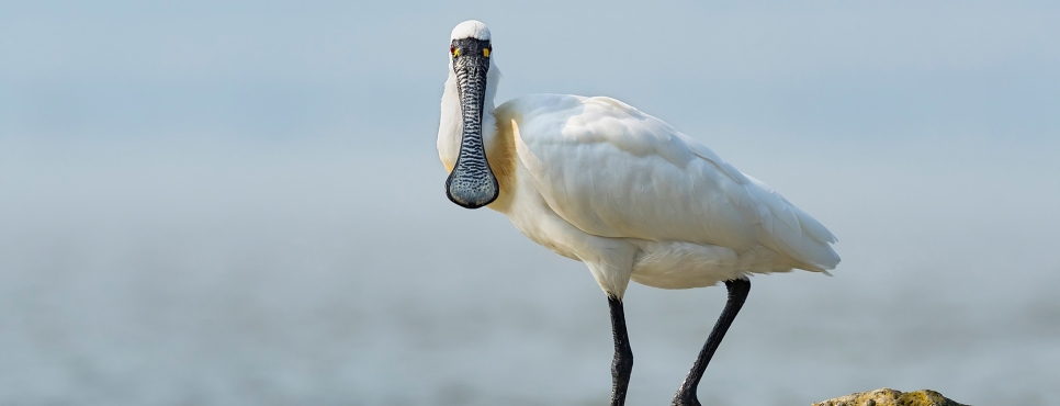 Glossy Ibis, Wigeon, and more Spoonbill!